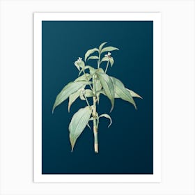 Vintage Commelina Zanonia Botanical Art on Teal Blue n.0968 Art Print