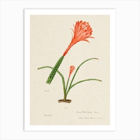 Red Rat S Tail Cactus, Familie Der Cacteen Art Print