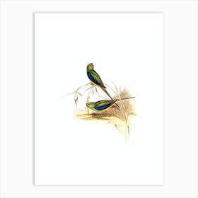 Vintage Blue Banded Grass Parakeet Bird Illustration on Pure White n.0382 Art Print