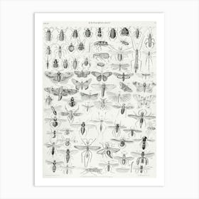 Entomology, Oliver Goldsmith 1 Art Print