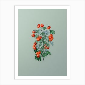 Vintage Sweet Scented Hawthorn Botanical Art on Mint Green n.0352 Art Print