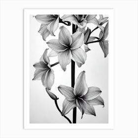 Amaryllis B&W Pencil 2 Flower Art Print