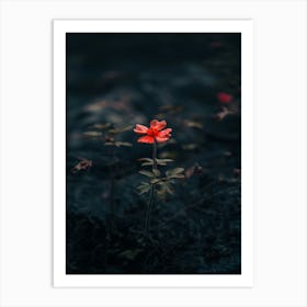 Single Flower In The Dark 99 Art Print