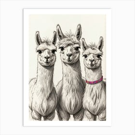Llamas Art Print