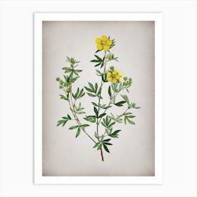 Vintage Yellow Buttercup Flowers Botanical on Parchment n.0119 Art Print