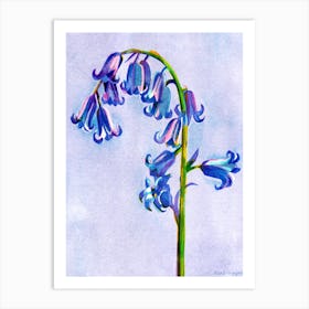 Bluebell Flower Art Print