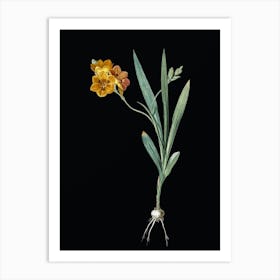 Vintage Ixia Miniata Botanical Illustration on Solid Black n.0013 Art Print