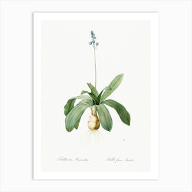 Scilla Lilio Hyacinthus Illustration From Les Liliacées (1805), Pierre Joseph Redoute Art Print