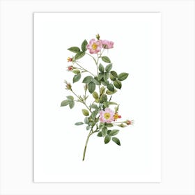 Vintage Pink Pompon Rose Botanical Illustration on Pure White n.0480 Art Print