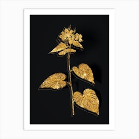 Vintage Morning Glory Flower Botanical in Gold on Black n.0593 Art Print