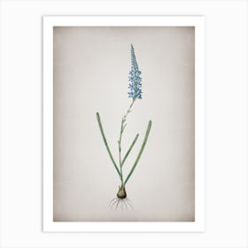 Vintage Ixia Cepacea Botanical on Parchment n.0834 Art Print