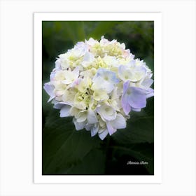 Hydrangea Photography Art Print