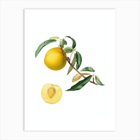 Vintage Peach Botanical Illustration on Pure White n.0171 Art Print