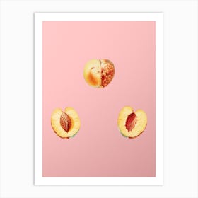Vintage Nectarine Botanical on Soft Pink n.0036 Art Print