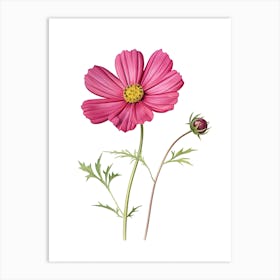 Cosmos Flower Vintage Botanical 2 Art Print