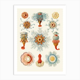 Corals And Sponges Art Print