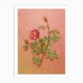Vintage Moss Rose Botanical Art on Peach Pink n.1588 Art Print