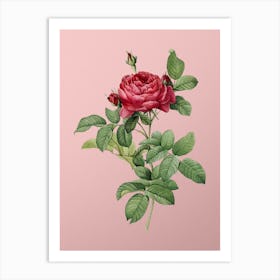 Vintage Red Gallic Rose Botanical on Soft Pink n.0318 Art Print