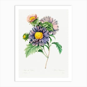 China Aster, Pierre Joseph Redoute Art Print