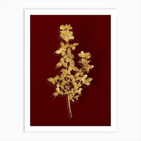 Vintage Common Cytisus Botanical in Gold on Red n.0052 Art Print