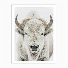 Bison Canvas Print 1 Art Print