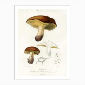 Mushroom (Boletus Circinans), Charles Dessalines D' Orbigny Art Print