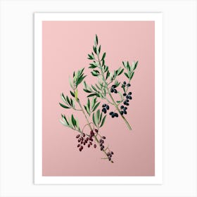 Vintage Wild Olive Botanical on Soft Pink n.0527 Art Print