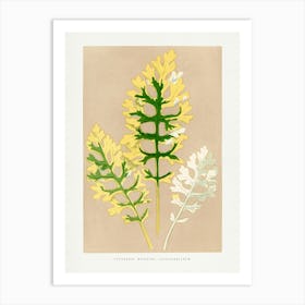 Vintage Botanical _2643228 Art Print