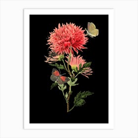 Chrysanthemum 3 Art Print