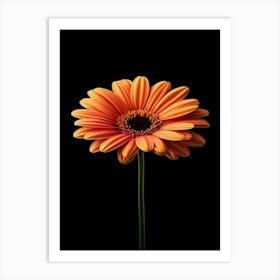 Orange Gerbera Flower 3 Art Print