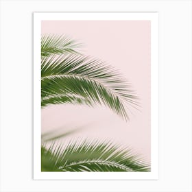 Palm Leaves Iii Art Print