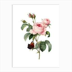 Vintage Provence Rose Botanical Illustration on Pure White Art Print