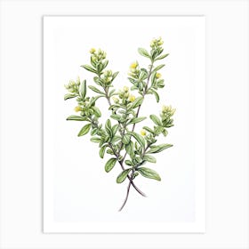 Thyme Vintage Botanical Herbs 0 Art Print