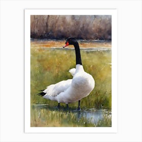 Black Necked Swan Art Print