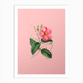 Vintage Knob Jointed Dipladenia Flower Botanical on Soft Pink n.0967 Art Print