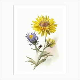 Golden Aster Wildflower Watercolour Art Print