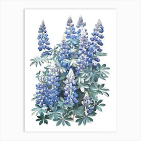 Blue Lupine Art Print