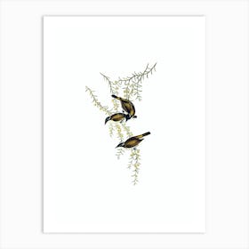 Vintage White Throated Honeyeater Bird Illustration on Pure White n.0030 Art Print