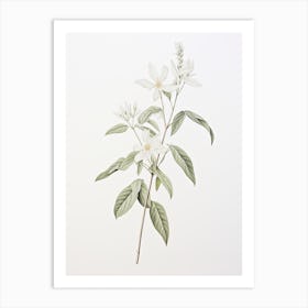 Licorice Root Vintage Botanical Herbs 2 Art Print