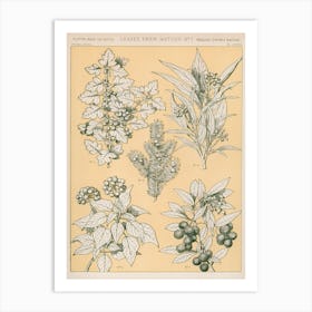 Vintage Pattern Illustration, Owen Jones  Art Print