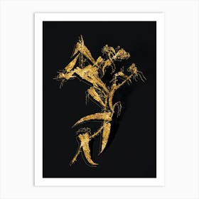 Vintage Rough Bindweed Botanical in Gold on Black n.0338 Art Print