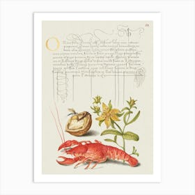 Insect, English Walnut, Saint John S Wort, And Crayfish From Mira Calligraphiae Monumenta, Joris Hoefnagel Art Print