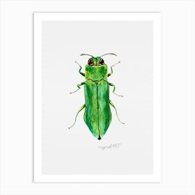 Agrilus angustulus, a jewel beetle, watercolor artwork Art Print