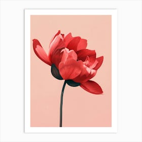 Red Poppy 2 Art Print