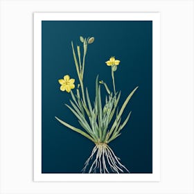 Vintage Yellow Eyed Grass Botanical Art on Teal Blue n.0191 Art Print