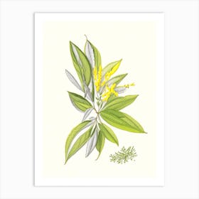 Lemon Verbena Spices And Herbs Pencil Illustration 1 Art Print