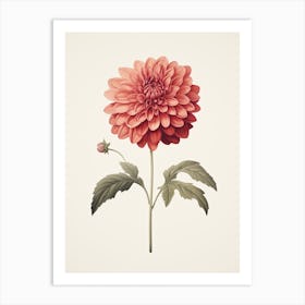 Dahlias Flower Vintage Botanical 1 Art Print