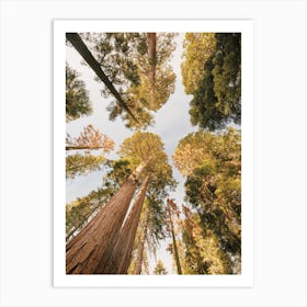 Looking Up At Trees Art Print