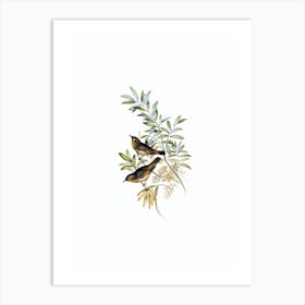 Vintage Grey Breasted Zosterops Bird Illustration on Pure White n.0257 Art Print