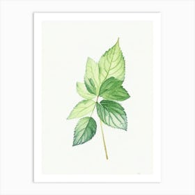 Lemon Balm Leaf Minimalist Watercolour Art Print